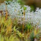 ReindeerLichen_EN-US9289253828_1920x1080