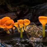 CupFungus_EN-US8870948617_1920x1080