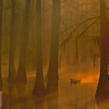 DucksSwamp_EN-US7879018819_1920x1080