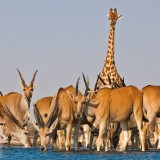 ElandAntelope_EN-US15189764045_1920x1080