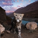KyrgyzstanCat_EN-US10859527245_1920x1080