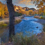 RioGrandeCottonwood_EN-US10685052962_1920x1080