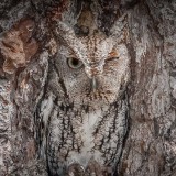 ScreechOwl_EN-US8795938080_1920x1080