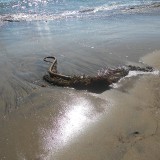 DSCN0681