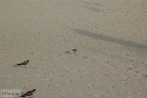 DSC_1230.jpg