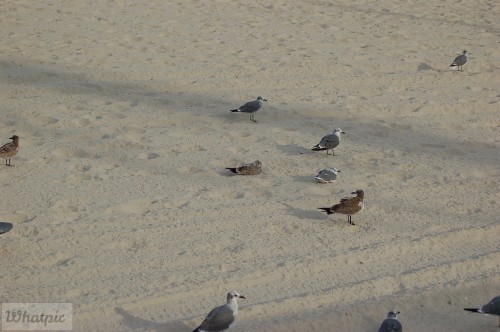 DSC_1231.jpg