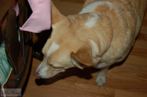 dsc_0197_27732313354_o.jpg