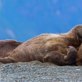 SnoozyTheBear_EN-US2658340968_1920x1080