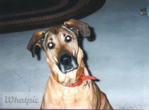 Rumpy.jpg