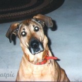 Rumpy