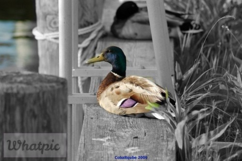 Saturday.Quack.jpg