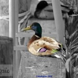 Saturday.Quack