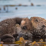 MontereyPup_EN-US2187059694_1920x1080