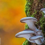 OysterMushroom_EN-US3687134393_1920x1080