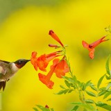 YellowBells_EN-US1777995807_1920x1080