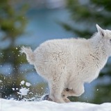 BabyGoat_EN-US0161592117_1920x1080