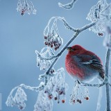 PineGrosbeak_EN-US2151091421_1920x1080