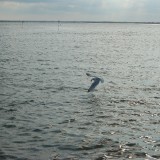 dsc_5261_28148245422_o