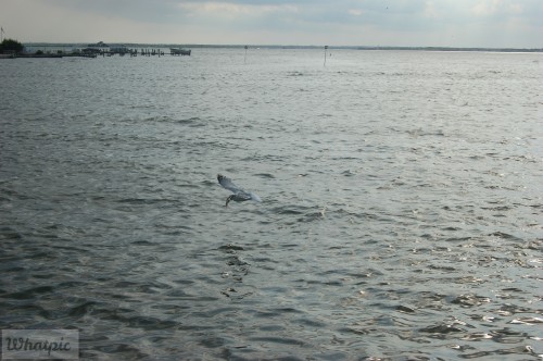 dsc_5262_28218107306_o.jpg
