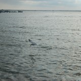 dsc_5262_28218107306_o