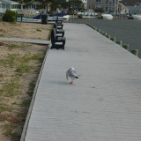 dsc_5271_27971093970_o
