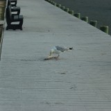 dsc_5277_28174134021_o