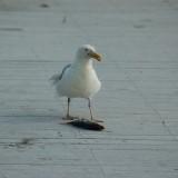 dsc_5278_27971031930_o