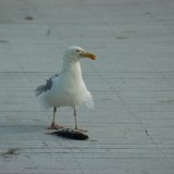 dsc_5279_28218012996_o