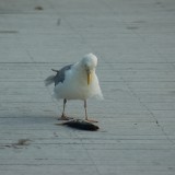 dsc_5280_28148078102_o