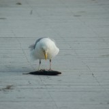 dsc_5282_28148055842_o