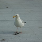 dsc_5284_28252063865_o