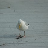 dsc_5285_27636683764_o