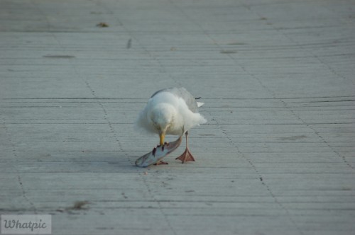 dsc_5286_27636674724_o.jpg