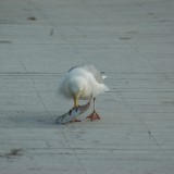dsc_5286_27636674724_o
