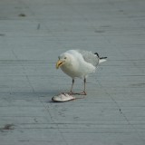 dsc_5287_27636406153_o