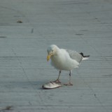 dsc_5288_28217937276_o