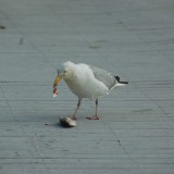 dsc_5290_28251988345_o