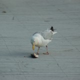 dsc_5291_28147944192_o