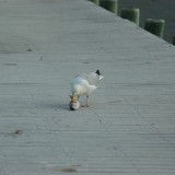 dsc_5293_27636321923_o