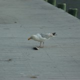 dsc_5294_28173974991_o
