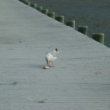 dsc_5297_27970870100_o