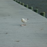dsc_5301_28147841562_o