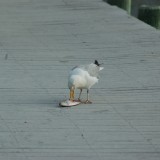 dsc_5302_27636249813_o