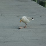 dsc_5303_28251842265_o
