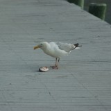 dsc_5304_28217777006_o