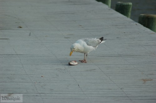 dsc_5305_27970815700_o.jpg