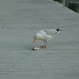 dsc_5305_27970815700_o