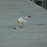 dsc_5306_27970811050_o