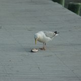 dsc_5308_27636459064_o