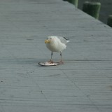 dsc_5310_27970780760_o